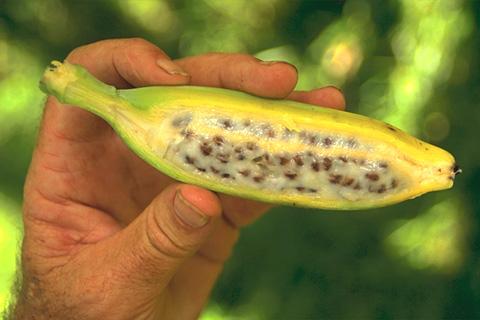 bananer