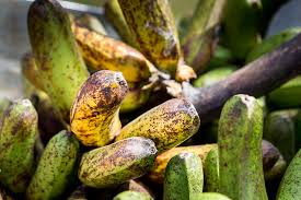 banan i mat i tonga